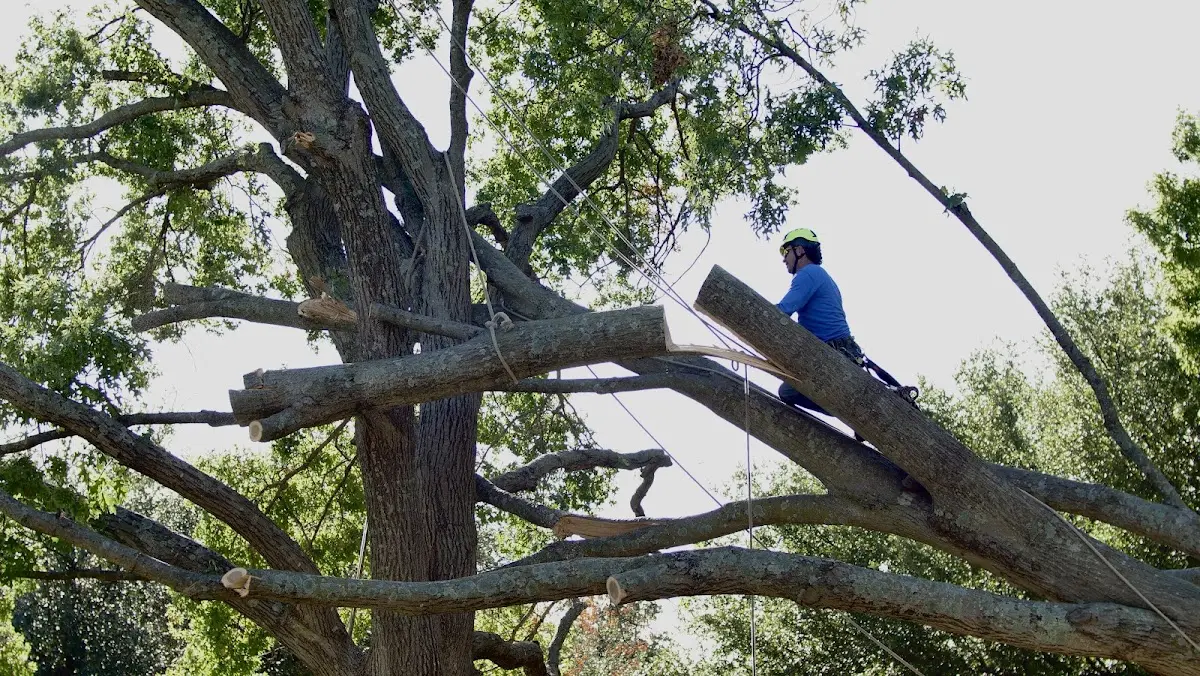 Professional Hazardous Tree Removal performed by certified arborists in Jacksonville